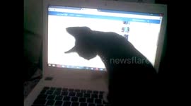 Fit2x Play time.. Sa Laptop