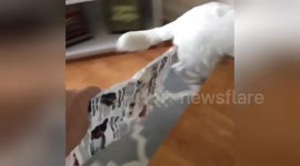 Newsflare Edit - My dog is scared of inanimate objects https://t.co/kGWGjtUhXp