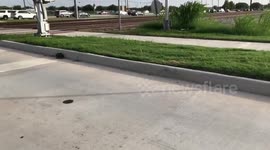Ducklings hurdle curb to safety