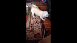 Dis Chair Ate My Ball!!