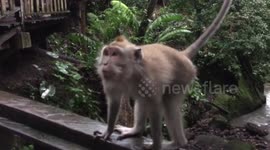 When humans and monkeys mix