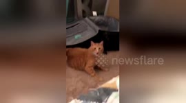 This cat was not impressed at being told to 'shut up'