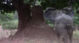 Elephant charges at leopard in territory row in Zimbabwe