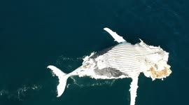 Angourie Dead Whale