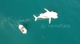 Shark circles carcass of a whale off Australian coast