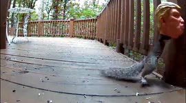 Donald Trump Flying Squirrel