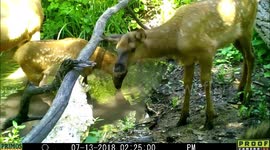 Elk cows and calves drinking 13July2018