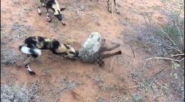 African wild dogs launch relentless attack on baby hyena