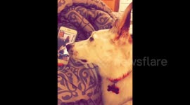 Dog does adorable head tilt when he hears his owner talk