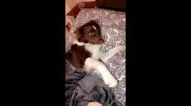 Maple has taken over the bed...
