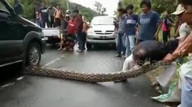 Villagers in Indonesia rescue 10m-long python runover by car