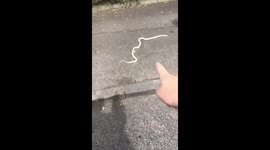 Funny moment Glasgow woman finds snake on the street