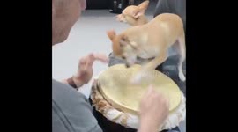 Chihuahua helps percussionist keep the beat on a bongo