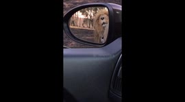 King of the beasts gets cozy with a Kia