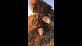 LionKing footsy