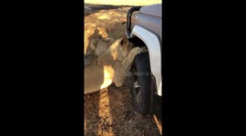 Lioness eats tyre