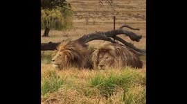 Can you feel the love tonight? Two male lions bond at South African sanctuary