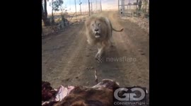 Greedy lion helps himself