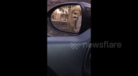 King of the beasts gets cozy with a Kia