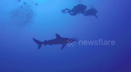 Shark encounter diving in Red Sea