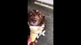 Maples Sunday creamie