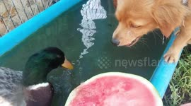 Duck won't share treat with dog