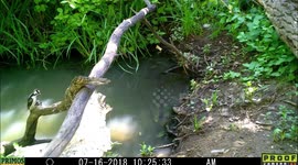 woodpecker 16July2018