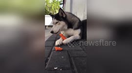 This Husky loves eating his carrot