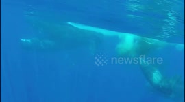 Incredible moment sperm whale gives birth