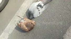 Pigeon refuses to leave dead friend