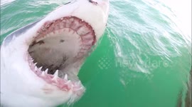 Tremendous teeth: Watch the inside of a great white shark's mouth