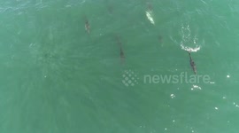 Drone footage captures playful pod of dolphins off south Wales coast