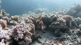 TITAN TRIGGERFISH ATTACKS CAMERA 3 TIMES | ROOTS RED SEA, EGYPT | HD VIDEO