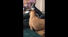 This is why you should never shout 'treats' around your dogs