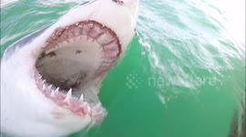 Tremendous teeth: Watch the inside of a great white shark's mouth