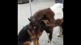 German shepherd rejects Shetland pony’s affection