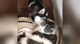 This Pomsky puppy is absolutely determined to get unbothered cat to play