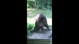 Bear and Cat Meet in Window