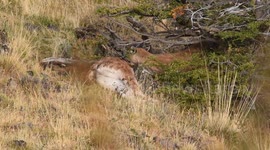 Chilean Puma feasting on a kill