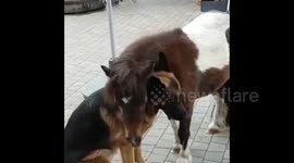 German shepherd rejects Shetland pony’s affection