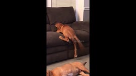 Never give up! Puppy struggles to climb couch