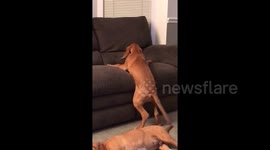 Perseverance pays off for puppy struggling to get on couch