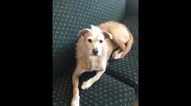 Dog sings along to squeaky