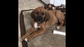 Hound puppy head tilts to howling sounds