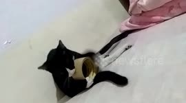 My Cutie Fit2x (siamese cat)