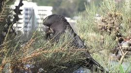 Look at that beak! A male Red-tailed Black Cockatoo eating a woody Sheoak fruit
