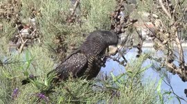 A bolt-cutter beak! A female Red-tailed Black Cockatoo picking and eating a woody Sheoak fruit