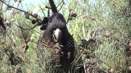 A beautiful Red-tailed Black Cockatoo female eating a woody Sheoak fruit - putting her crest up