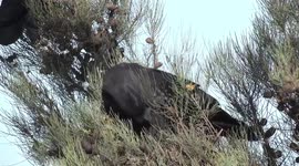A gorgeous male Red-tailed Black Cockatoo eating and flashing his red tail feathers