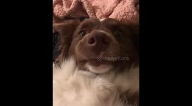 Dog loves belly touches